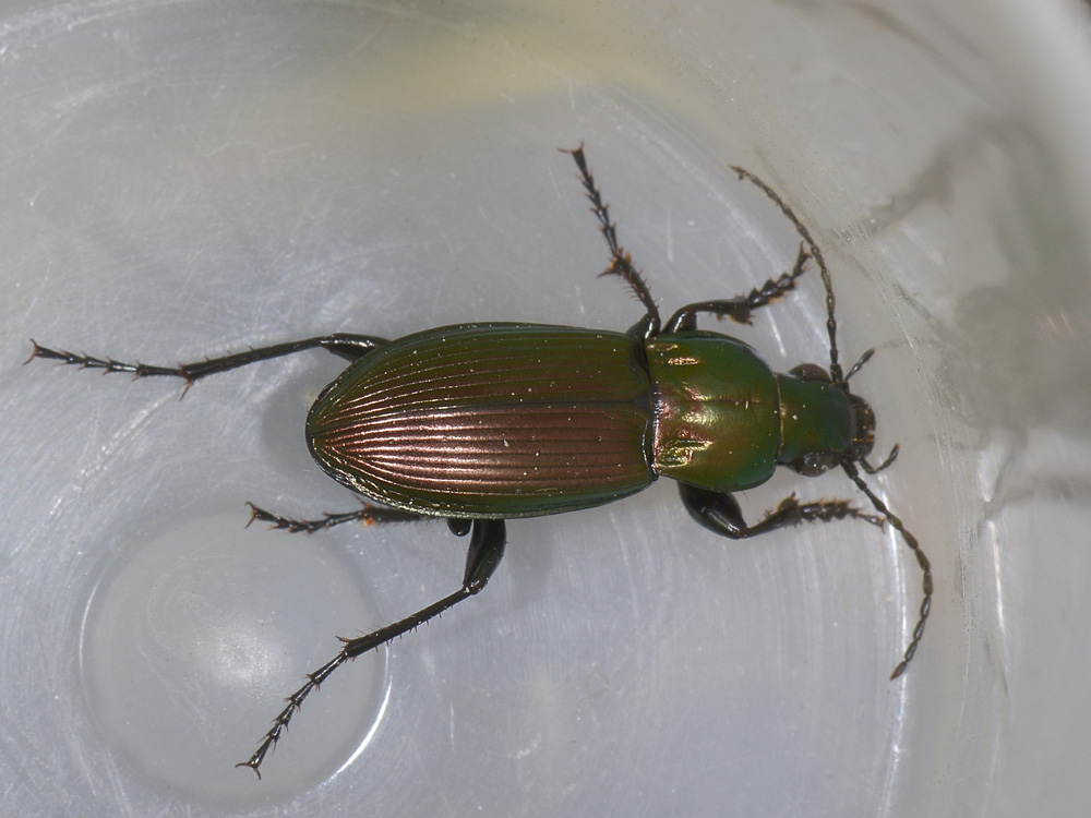 Carabidae da id. - Poecilus lepidus gressorius